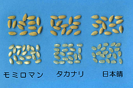 玄米の外観品質が著しく悪いため、容易に識別できる「モミロマン」（左）、右は「日本晴」
