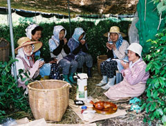 星野村の茶畑で働く女性たち。末崎氏は「地域の名人を掘り起こせ」と提言した