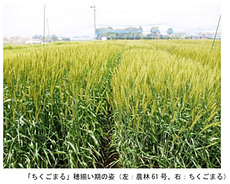 「ちくごまる」穂揃い期の姿（左：農林61号、右：ちくごまる）