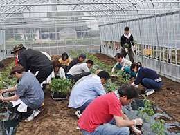 寄贈されたハウスでのトマト苗の定植作業