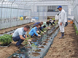 寄贈されたハウスでのトマト苗の定植作業