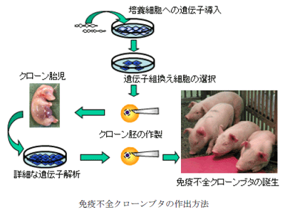 免疫不全クローンブタの作出方法