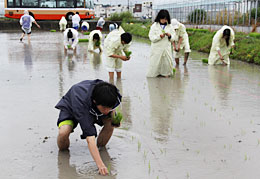 田植えを行うボランティア同好会の生徒