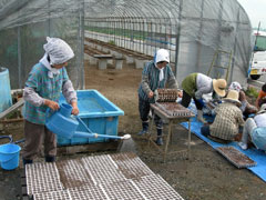 集落営農の力を結集、白菜種まき