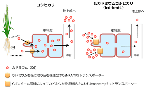 カドミウムをほとんど吸収しないコシヒカリ　原因となる遺伝子特定