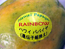 写真は昨年秋から日本でも流通が始まったハワイ産の遺伝子組換え（ウイルス抵抗性）パパイヤ。ハワイではＧＭがパパイヤ生産を再生させた。）