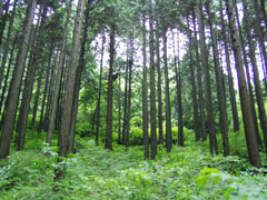 輸入材が72％もある森林大国・日本