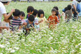 地元の保育園児や小学生と一緒にそばやひまわりを植えた神門地区農地と水と環境を守る会はその花の鑑賞会を９月末に開いた。鑑賞会後、地元そば粉で手打ちしたそばに子どもたちは大喜びした（ＪＡいずもＨＰから）