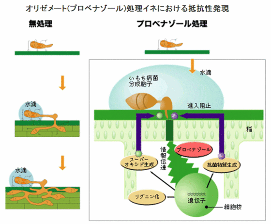 オリゼメート処理イネにおける抵抗性発現