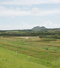 石垣島では牧草地が数多く広がっている
