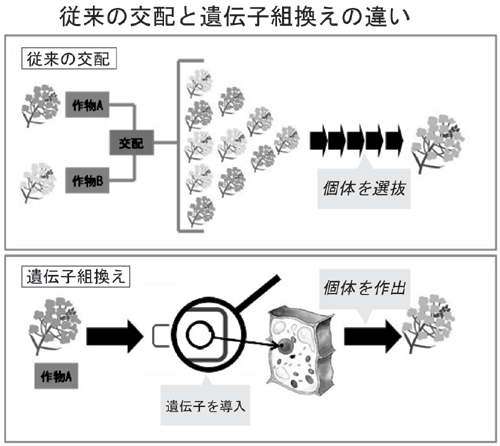 従来の交配と遺伝子組換えの違い