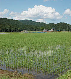 除塩して作付けした水田