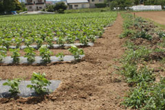 出荷停止され、すき込むこともできなかったキャベツと表土を端（右側）に寄せ枝豆を植えた佐藤さんの畑