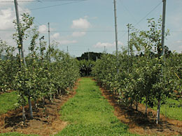 りんごの新わい化栽培のほ場。１列に密植しその間にトラックが入れるように整備。地上での農作業がほとんどで労力削減と転落事故防止にもなる