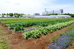千葉大学「柏の葉キャンパス」。奥にみえるハウスが植物工場