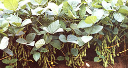 大豆の病害虫防除（上）