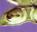 莢（さや）内の豆を食害する若齢幼虫（シロイチモジマダラメイガ）