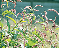 オオイヌタデは タデ科 イヌタデ属の植物