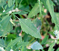 シロザは、アカザ科アカザ属の一年草