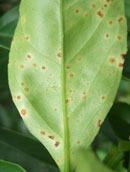 かいよう病：葉身に多数形成された病斑