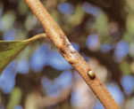 炭疽病：枝の越冬斑
