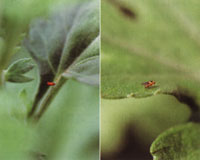 ハモグリバエ類：蛹（左）と成虫