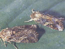 ハスモンヨトウ　メス成虫（左）とオス成虫