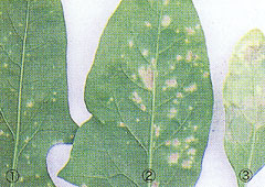 べと病が発生したホレンソウの葉裏。左から初期、中期、後期病斑
