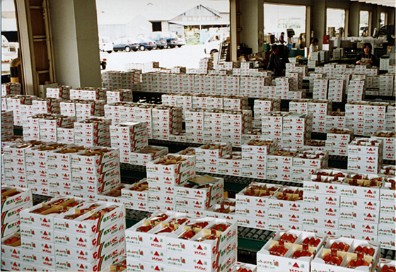 平成16年4月に完成した真岡第1パッケージセンター。ピーク時には見渡す限りイチゴが並ぶ。