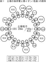 図1　土壌の負荷電と陽イオンの保存