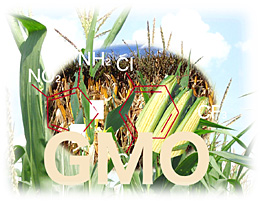 GMOイメージ