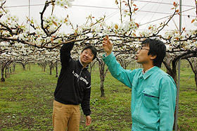 加藤秀和さん（左）を訪問し、ナシの花の育成などについて談笑する後藤さん