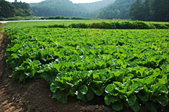 標高1400ｍ、菅平高原にある伊藤さんの農園では、レタスが最盛期を迎えていた。