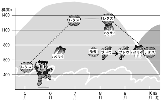 標高差を利用して、１年のうちの長い期間、ＪＡ信州うえだ産の農産物を消費者に届けている。低地から高地へのリレー栽培で作期を拡大している。