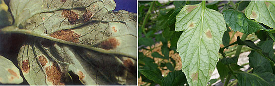 トマト葉かび病。葉裏には、ビロード状のかぶが密生する