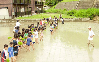 田植えの風景。５年生全員が参加し、長澤さんもともに遊びともに学ぶ