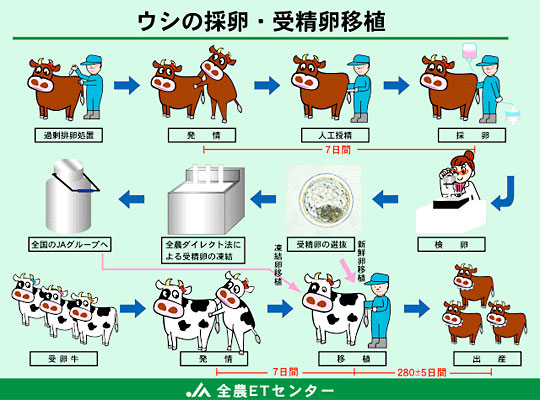 ウシの採卵・受精卵移植