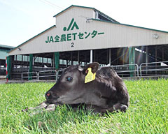 平成11年の設立以来、ＪＡグループの酪農・肉牛生産に貢献