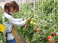トマト一段密植養液栽培