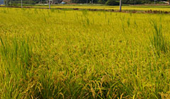 稲よりも高く伸びたノビエは、収穫作業にも影響
