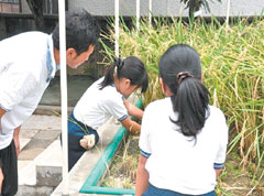 区立笹原小学校の学校水田