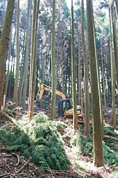 林業現場（イメージです）