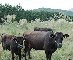 23年度畜産・酪農対策へのＪＡグループの政策提案