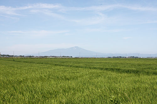 田んぼの向こうに鳥海山が