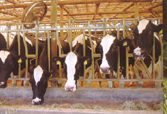 24年度畜産酪農対策のポイント
