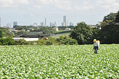 かながわブランド横浜キャベツとみなとみらい地区