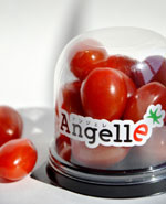 トマトの新品種“アンジェレ”