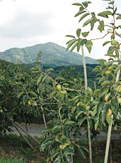 管内には中山間地も多い。写真は内子町。柿の産地だ