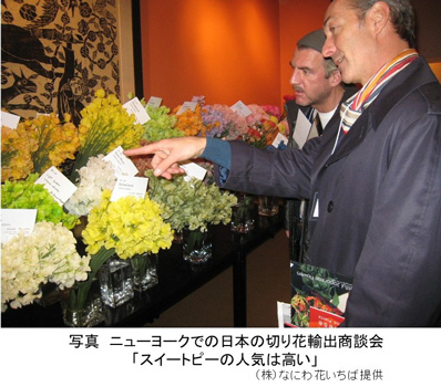 輸出の人気切り花スイートピー生産の危機【花づくりの現場から　宇田明】第72回