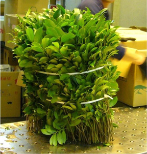 卸売市場に出荷された国産の山採りサカキの大束 仕入れた花屋が小枝に切り分け、小束にする この大束から200束ほどがつくれる